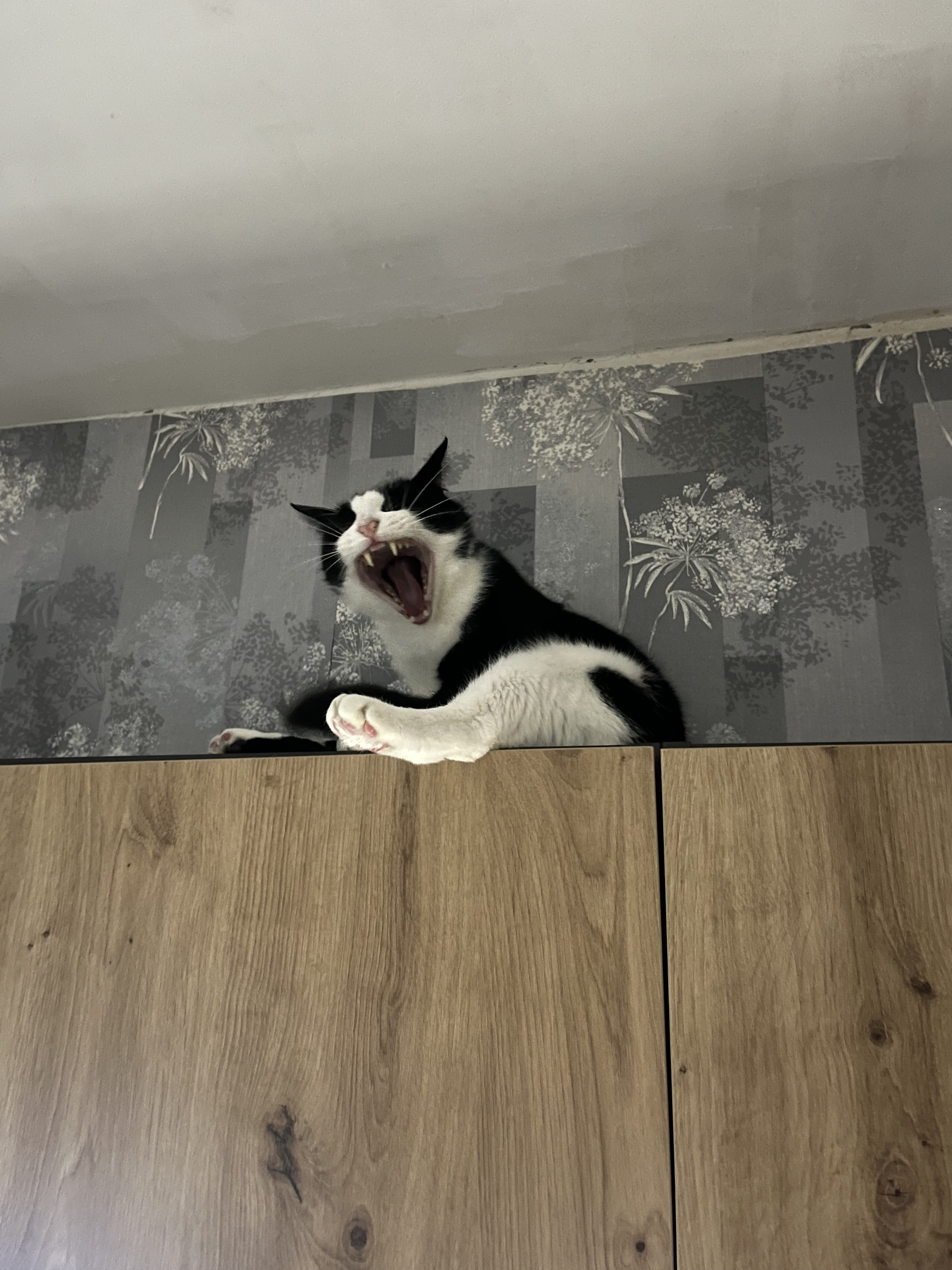I'll tell you an unusual story that I couldn't even imagine in my life) It's both funny and sad - My, In good hands, Annexe, cat, Question, Ask Peekaboo, Longpost