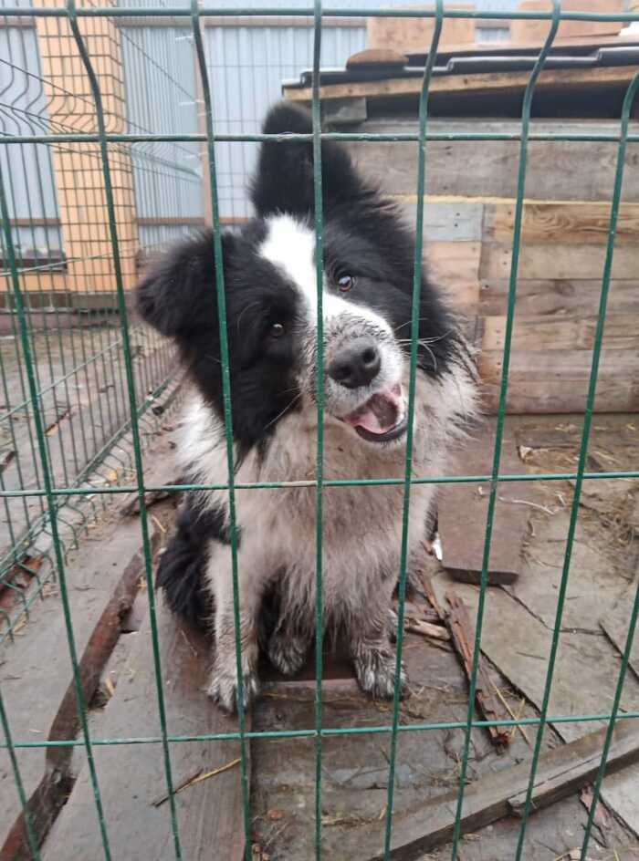 Ответ на пост «Ответ на пост "Покажи своего питомца!"»