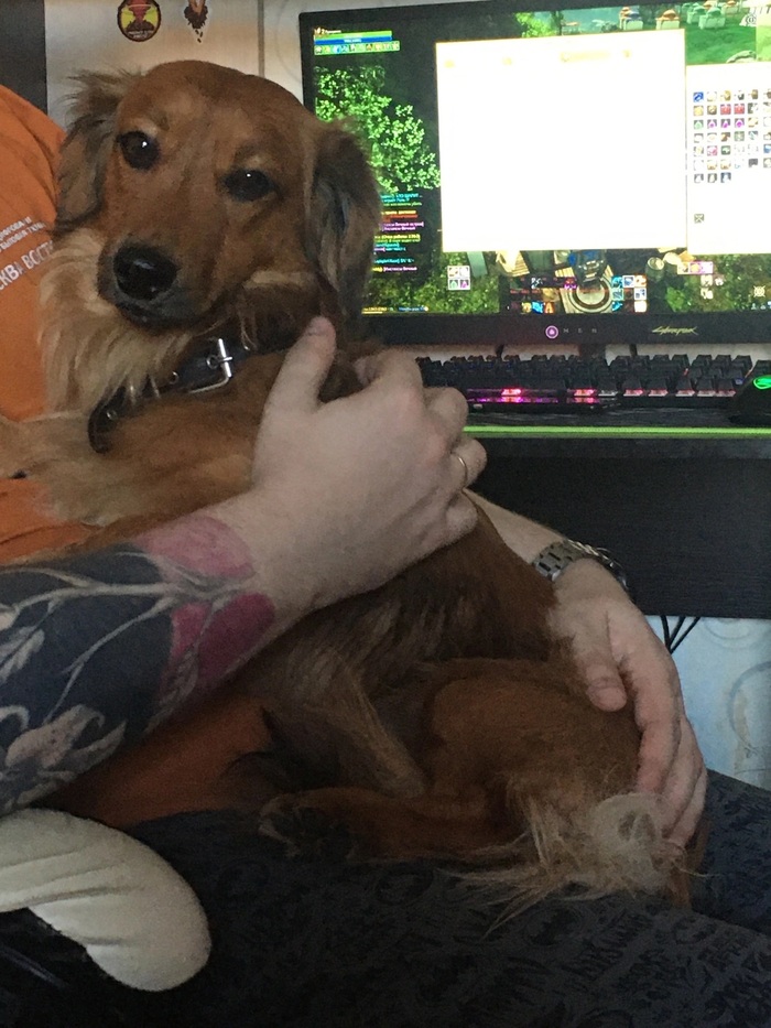 Ответ user7014803 в «Покажи своего питомца!»