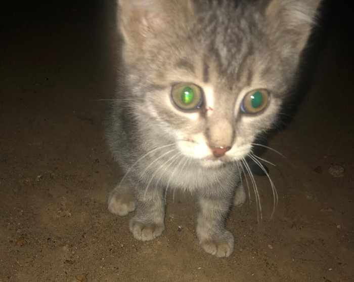 Фото с авито.