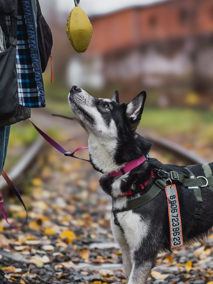 Эрика из Приюта ЮАО , 9 месяцев, фенотип лайки