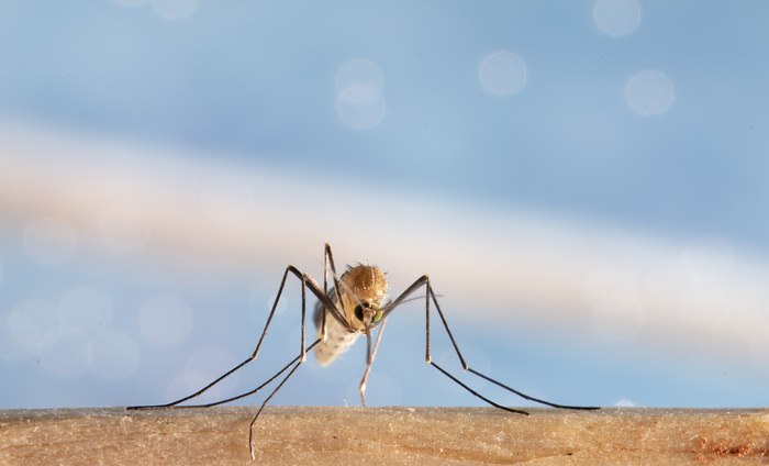 Ну а это уже взрослая особь, готовая пить кровь.