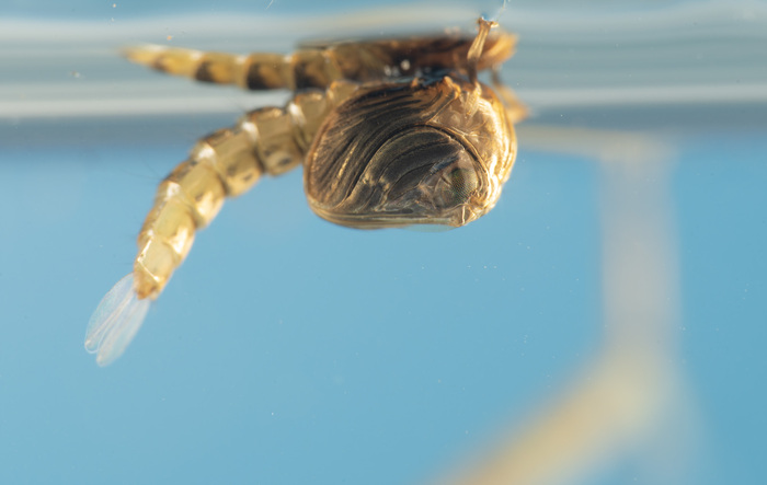 В какой-то момент личинки окукливаются и превращаются в куколок (кто бы мог подумать, во время окукливания-то...). Через покровы куколки уже хорошо различимы сложенные конечности и глаза.