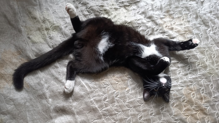 Ответ на пост «Покажи своего питомца!»