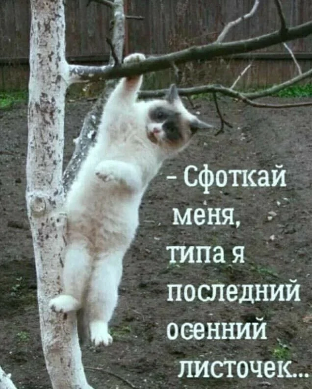 amabcd35.webp