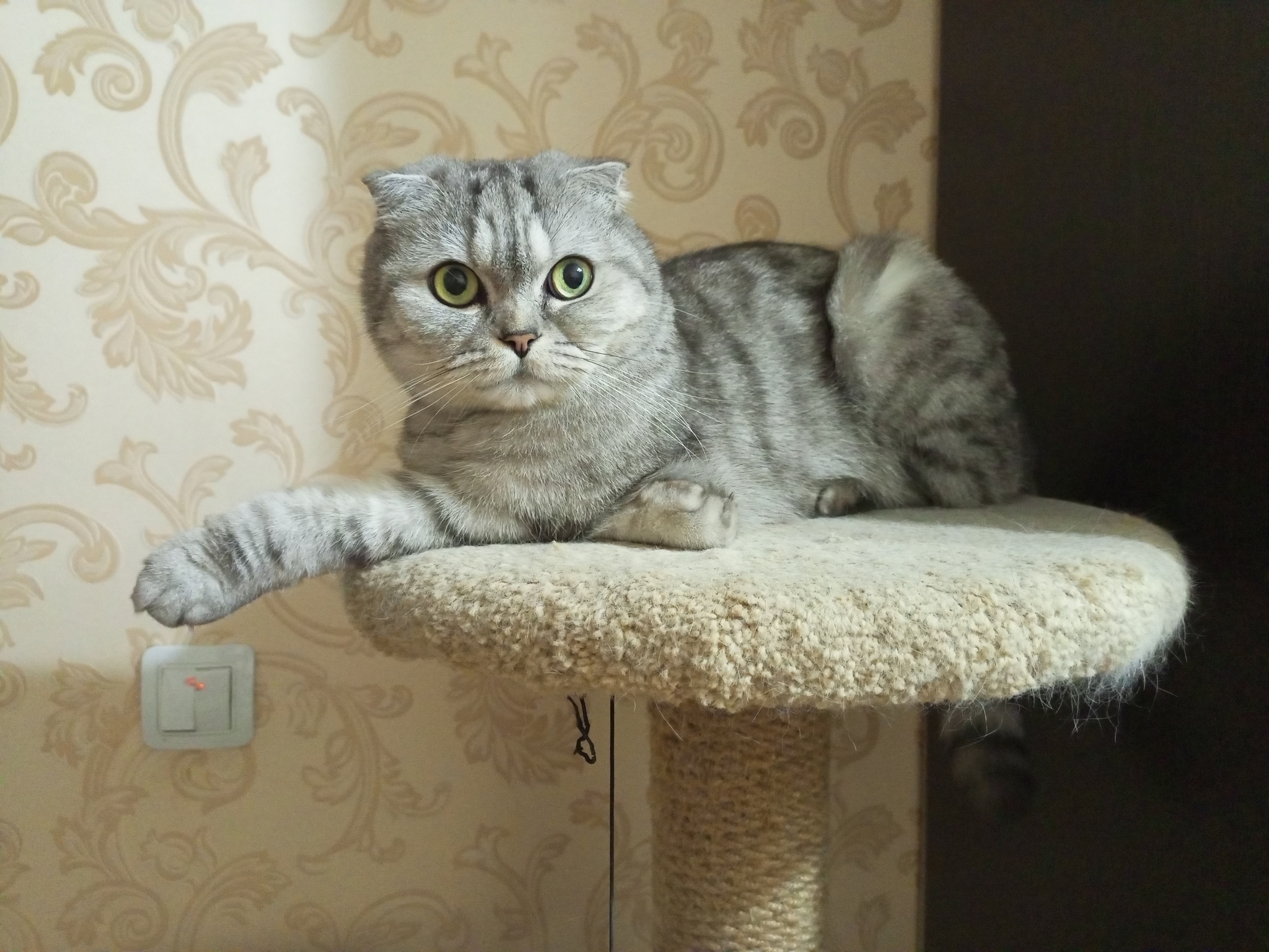 Reply to the post Show off your pet! - My, Pets, A wave of posts, cat, Reply to post