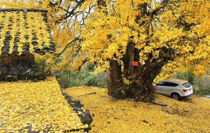   1500-    , //: Wu Dongjun/VCG via Getty Images