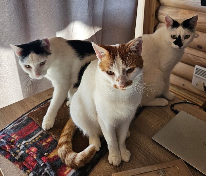 Ответ на пост «Покажи своего питомца!»