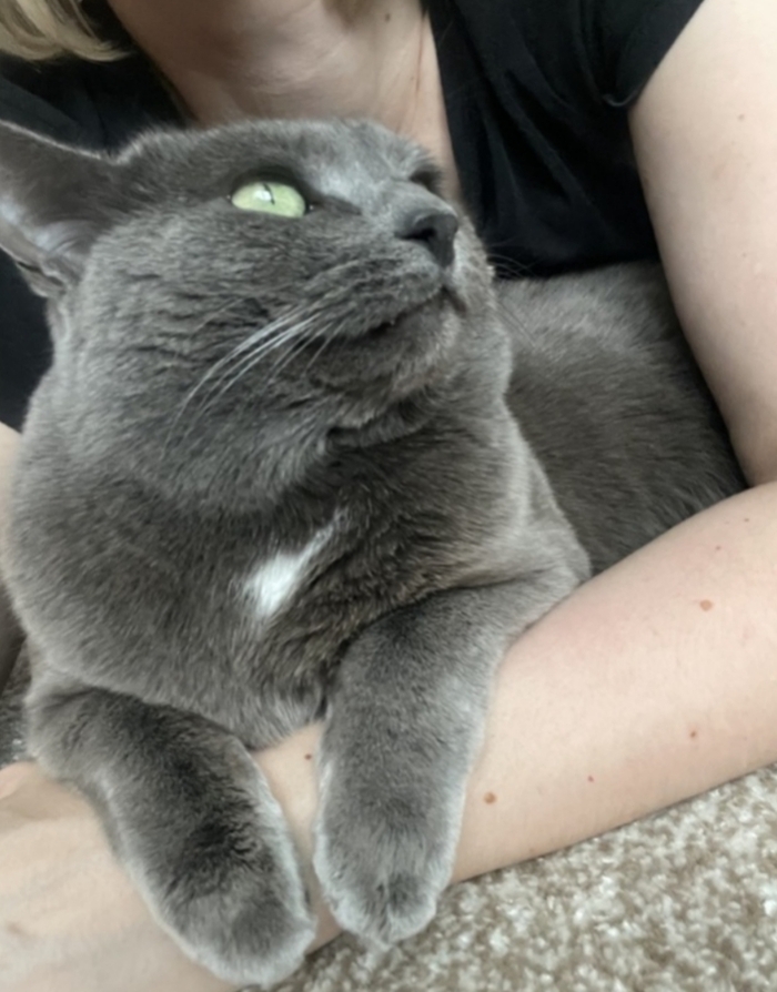 А погладит кошку теперь только платно можно