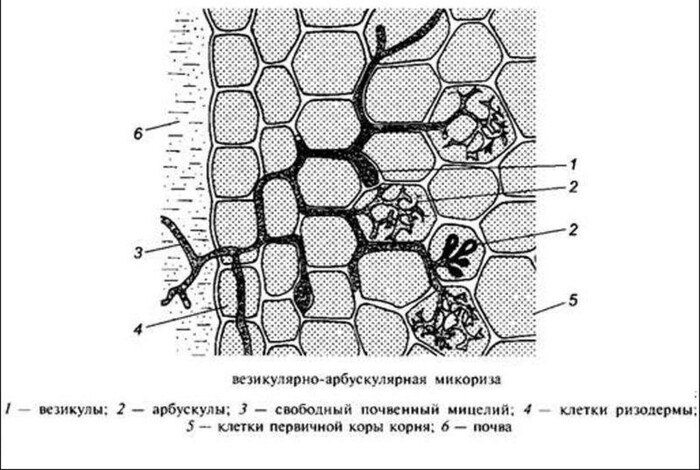 - "Вот щас обидно было" (это гриб проникает в древесину на картинке)