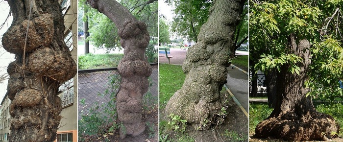 ага, вот эта жутковатая фигня. зато из него тарелки красивые)