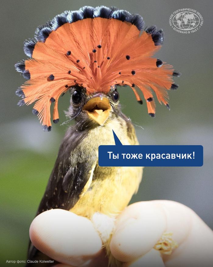 Птица с «короной» на голове. Фото: Claude Kolwelter