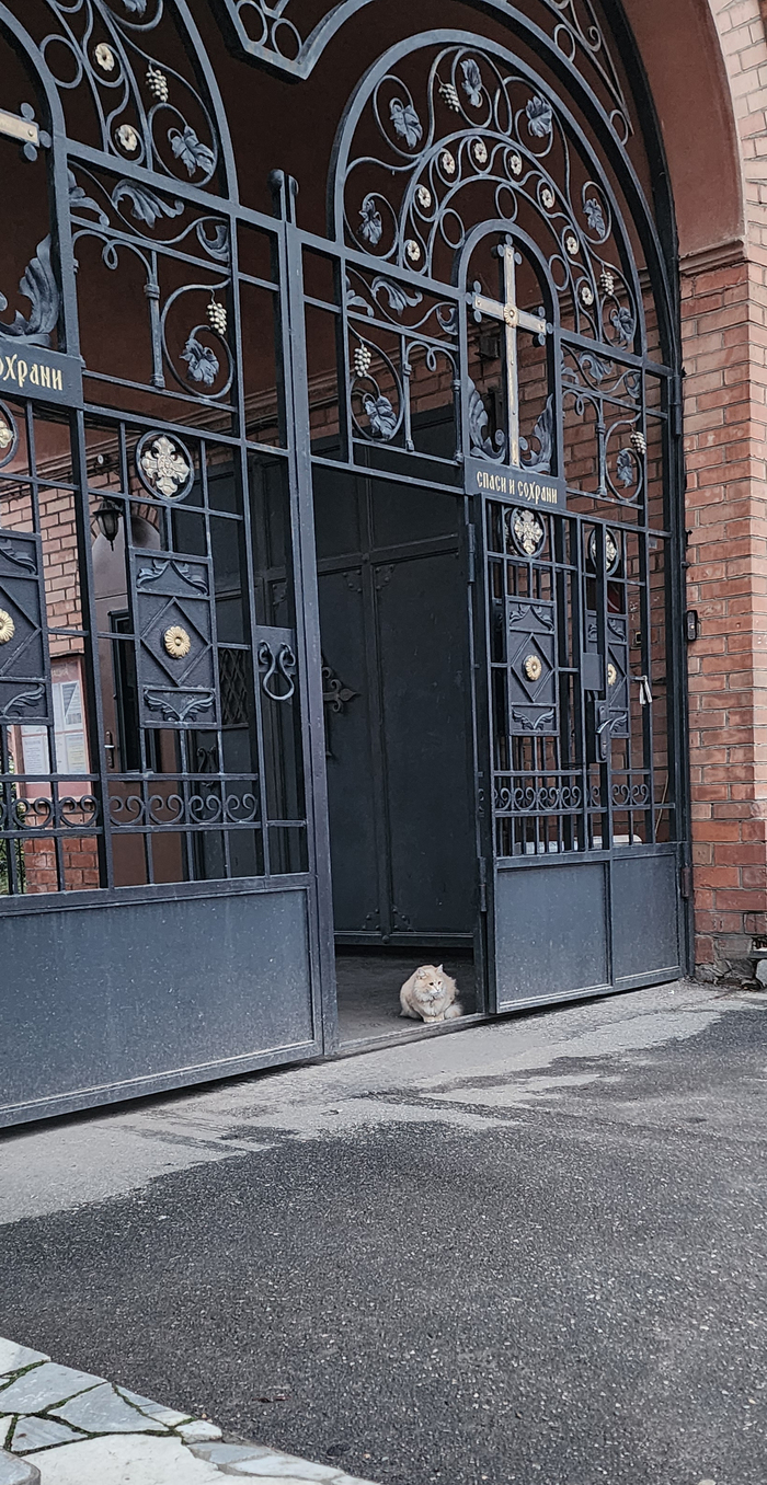 Протоиерей Акинфиев: "Беги из храма или монастыря, где нет кошечек - там Господа тоже нет"