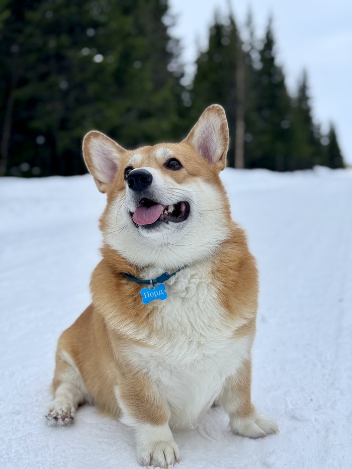 Мой северный пес по кличке «Норд». Густая теплая шубка, блестящие глаза, полные азарта, от увиденного выпавшего снега. Норд обожает зиму) не зря же он Норд.