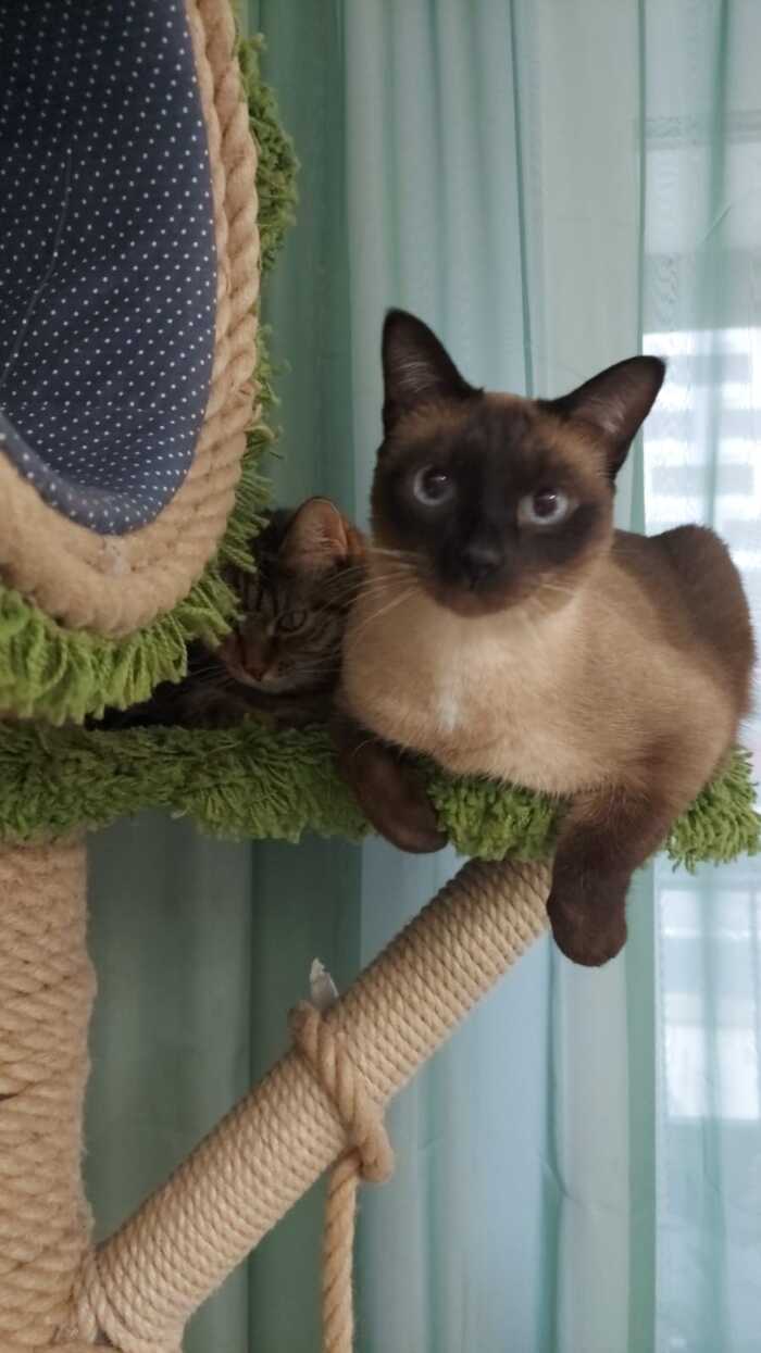 Ответ на пост «Покажи своего питомца!»