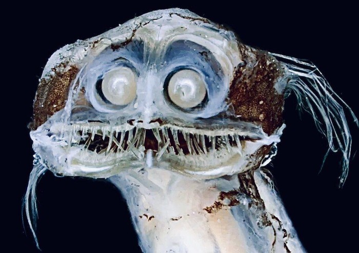 © <!--noindex--><a href="https://pikabu.ru/story/ryibateleskop_zhivoe_dokazatelstvo_chto_yevolyutsiya_ne_boitsya_strannostey_13393869?u=http%3A%2F%2Fjungledragon.com&t=jungledragon.com&h=a8b1f80fcee4ae98766edafa1fcfe30bf4caf4a1" title="http://jungledragon.com" target="_blank" rel="nofollow noopener">jungledragon.com</a><!--/noindex-->