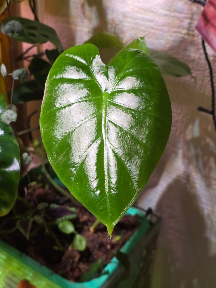 Попытка в аквафильтр... ?