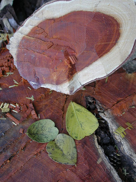   .    <!--noindex--><a href="https://pikabu.ru/story/kampeshevoe_derevo_13407228?u=http%3A%2F%2Fcicy.mx&t=cicy.mx&h=fb9701225ecff2094bb1df15572c10d30cddd233" title="http://cicy.mx" target="_blank" rel="nofollow noopener">cicy.mx</a><!--/noindex-->.