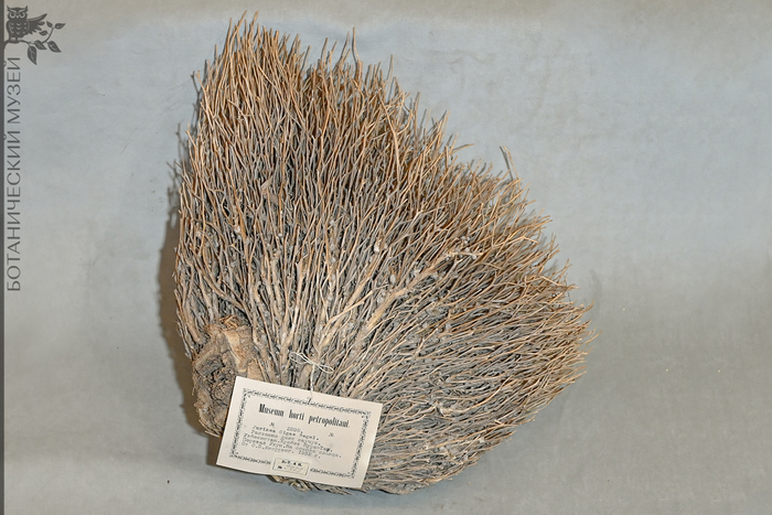   (Jurinea olgae),   . ,  ,   .   ..  1932 .&nbsp; &nbsp;       .