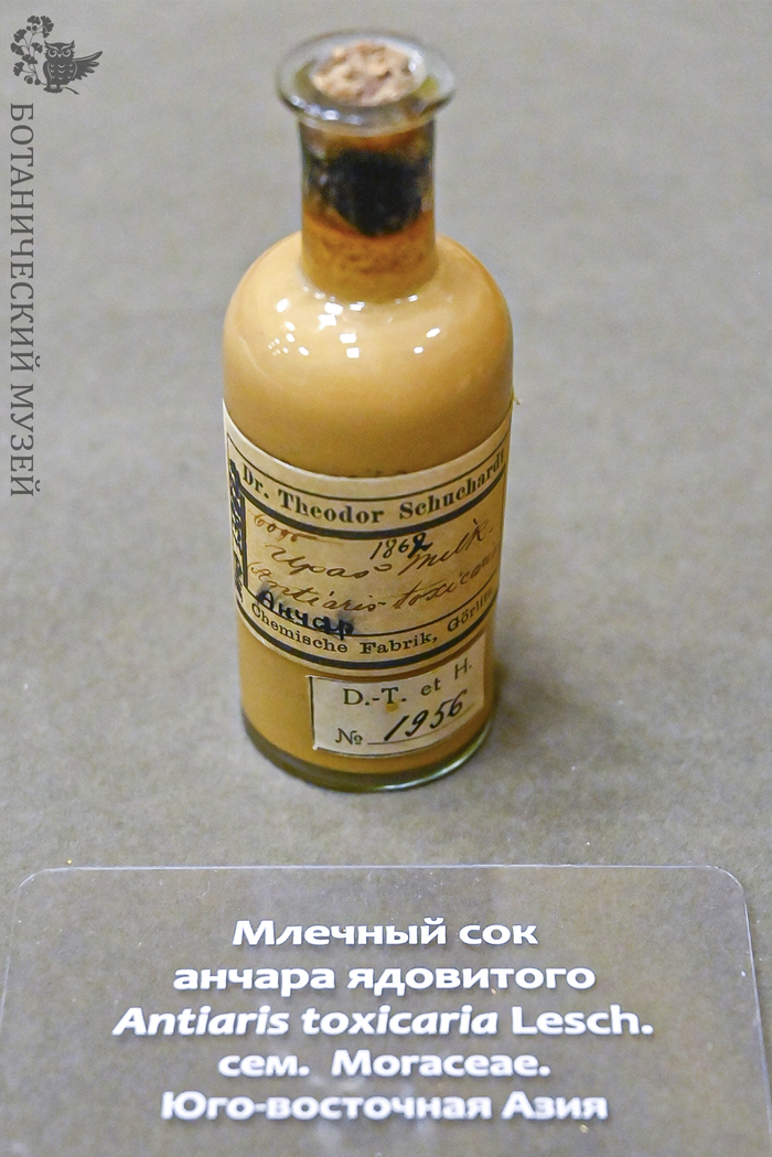 Млечный сок анчара. Из фондов Ботанического музея БИН РАН.