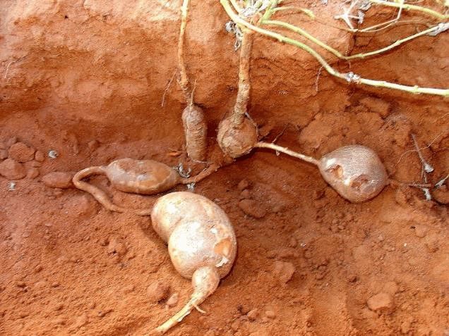   .    <!--noindex--><a href="https://pikabu.ru/story/lekarstvennyie_kogot_dyavola_13424496?u=http%3A%2F%2Faltmeyers.org&t=altmeyers.org&h=94129803c4f1a880e2a31cfd1b015d2652fd9743" title="http://altmeyers.org" target="_blank" rel="nofollow noopener">altmeyers.org</a><!--/noindex-->.