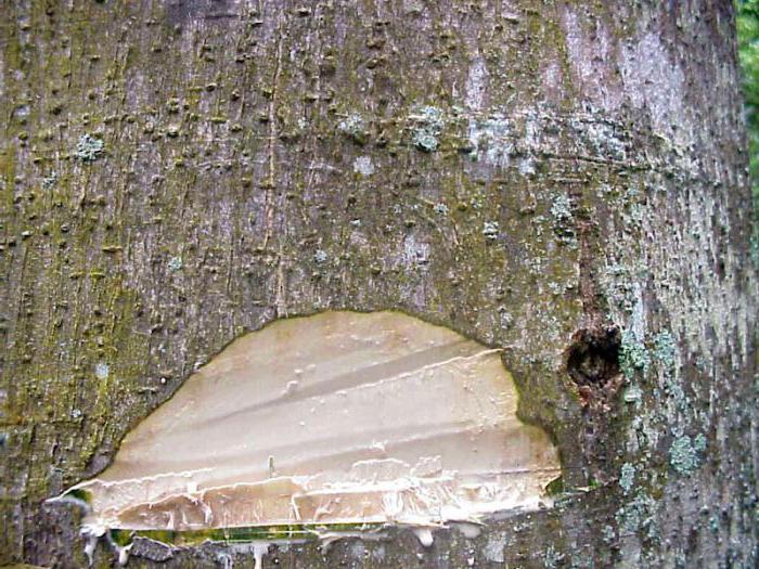 Срез коры анчара с млечным соком. Фото с сайта <!--noindex--><a href="https://pikabu.ru/story/yadovityie_anchar_13414161?u=http%3A%2F%2Ffb.ru&t=fb.ru&h=565b3cc271a87850389037e41fd8b46452b70e40" title="http://fb.ru" target="_blank" rel="nofollow noopener">fb.ru</a><!--/noindex-->.