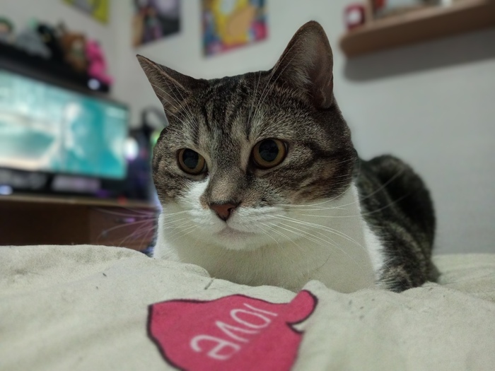 Все хвастаются своими шерстяными