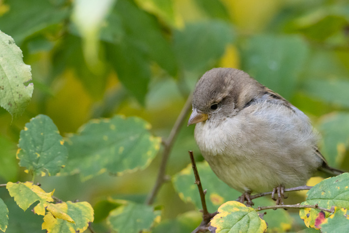 Домовый воробей