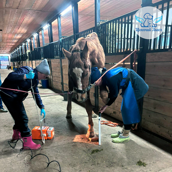 Юлию делают рентген передней ноги. Оранжевый портативный аппарат позволяет провести обследование прямо в деннике, не травмируя лошадь транспортировкой в клинику. второй врач держит специальную пластину, на которой будет проявляться снимок