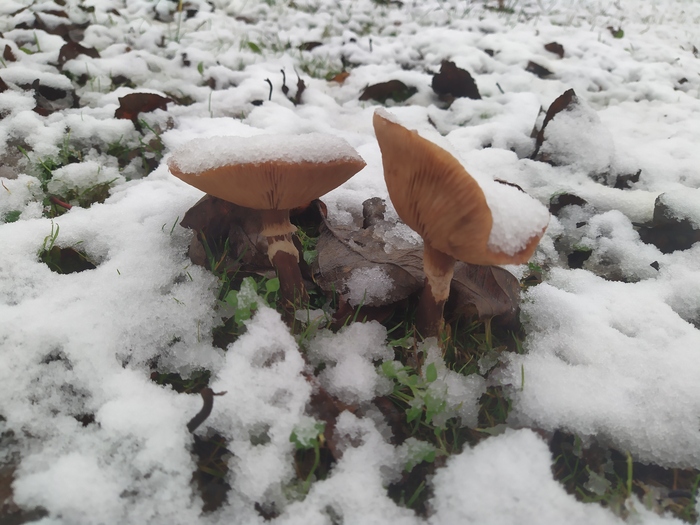 Первый снег