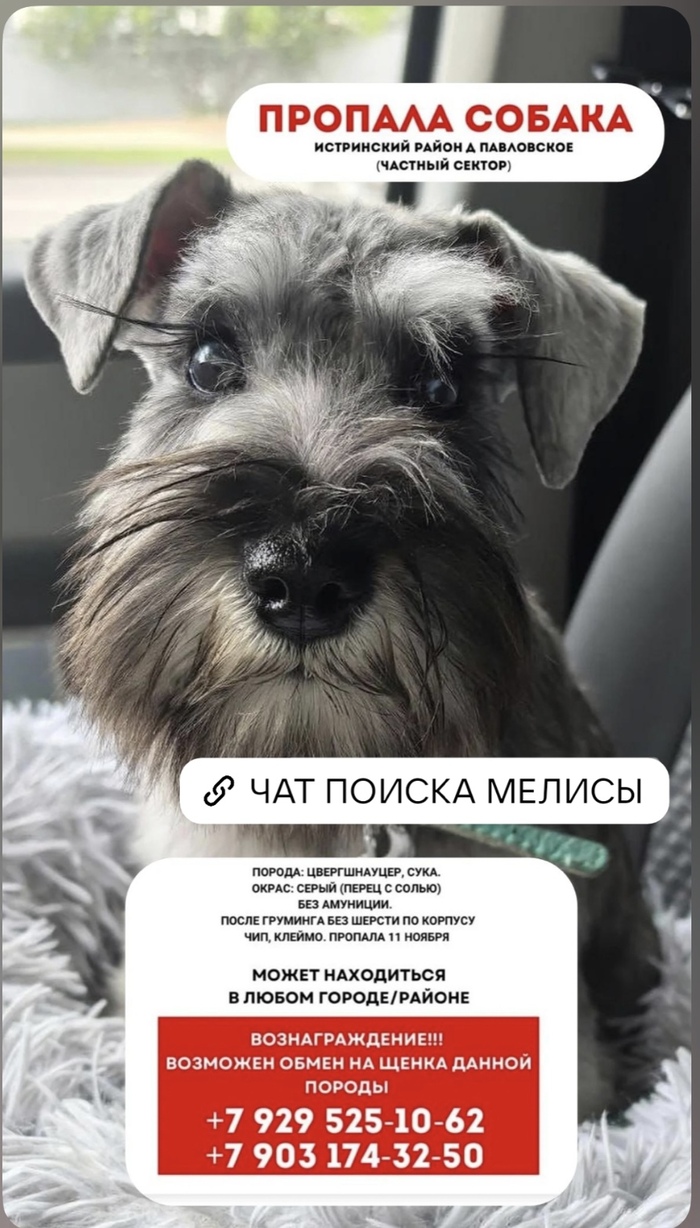 <!--noindex--><a href="https://pikabu.ru/story/poiski_melisyi_13401243?u=https%3A%2F%2Ft.me%2Fhelp_meliss&t=https%3A%2F%2Ft.me%2Fhelp_meliss&h=94d2e34784dfdcddae4c6b7c954c23fff188a230" title="https://t.me/help_meliss" target="_blank" rel="nofollow noopener">https://t.me/help_meliss</a><!--/noindex-->