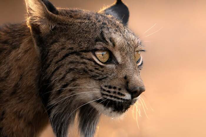 Портрет пиренейской рыси