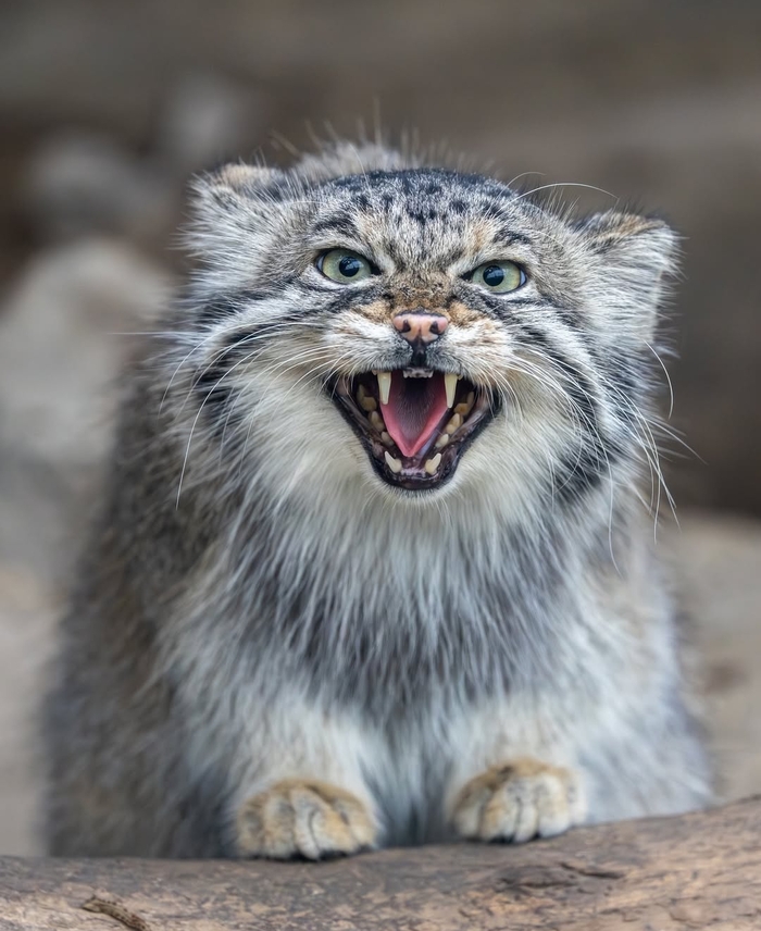 Азенька злится