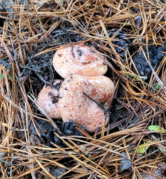 Семейство рыжиков