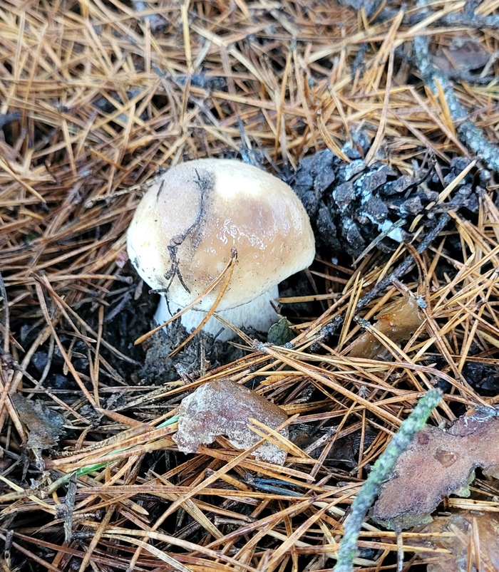 Небольшой белый гриб