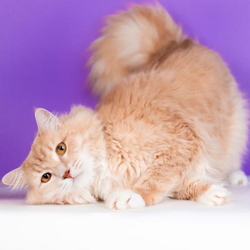 Это -Марсик)