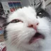 TolstoZay