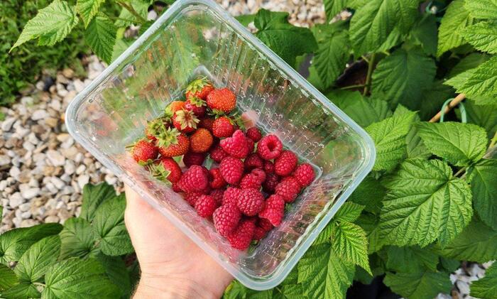 Картинка для отвлечения внимания — наш первый урожай малины и земляники