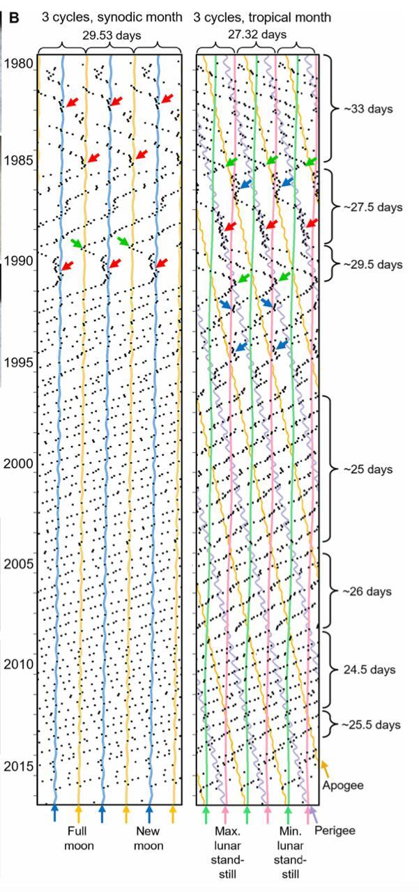 А вот как выглядят данные от исследователей. Здесь, кстати, полная история менструаций одной женщины – от первой до последней (моё статистическое уважение). Видно, что иногда менструальные циклы чётко выстраиваются по фазам Луны