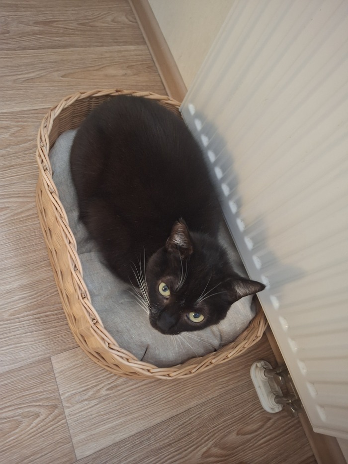 Совет для кошковладельцев, у которых золотая лежанка проиграла пакету