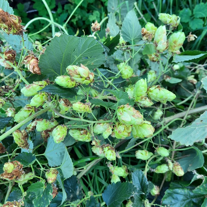 Смотали плеть хмеля с бани)) как определить, что хмель созрел-растереть его между пальцами. Он не должен оставлять следов, но должен осиавлять стойкий хороший запах.