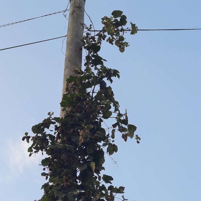А это хмель забрался на самый высокий столб освещения.