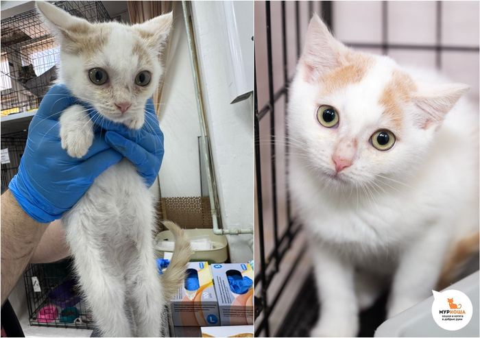 Котёнок-мальчик Ощепик, 4 месяца, с передержки.