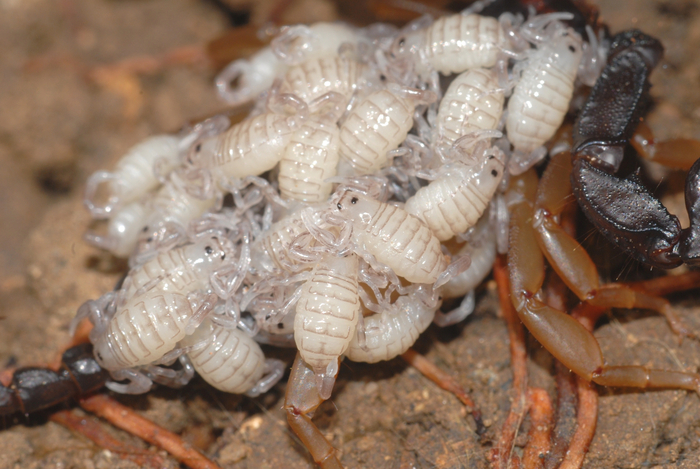 Заботливая мама погребена где-то под горой этих малышей.