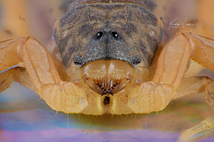 Яд жёлтых скорпионов чудовищно силён, но это не мешает бразильским жабам их кушать. Ведь эти амфибии смогли выработать иммунитет!