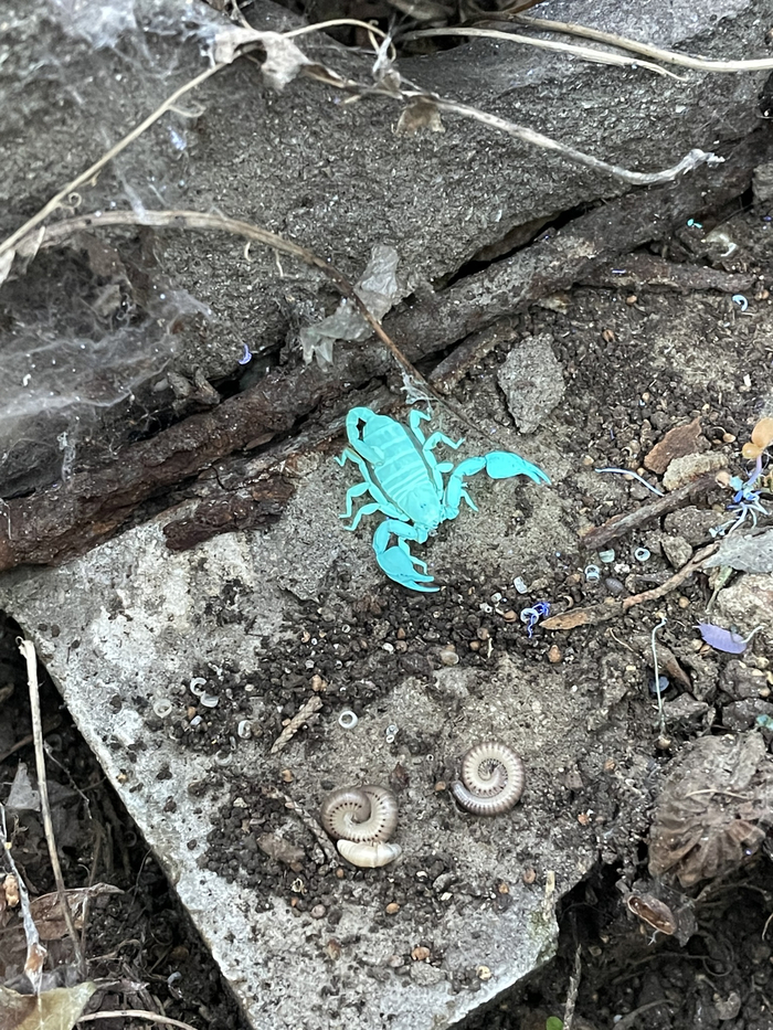 Почему скорпион ярко-синий? Потому что на него посветили ультрафиолетом. Почти все скорпионы становятся очень яркими под сильным ультрафиолетом. Предназанчение этого механизма пока неизвестно.