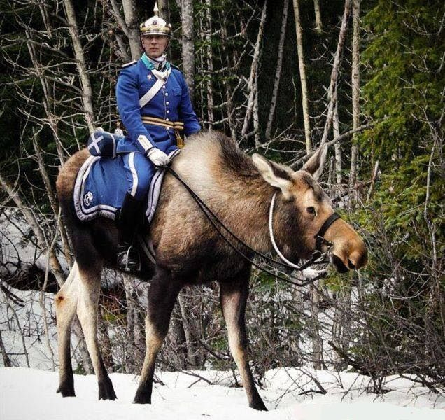 Существует миф о лосиной кавалерии в Швеции. Но на самом деле никакие люди не смогли приручить лосей так, чтобы сделать из них полноценных верховых животных.