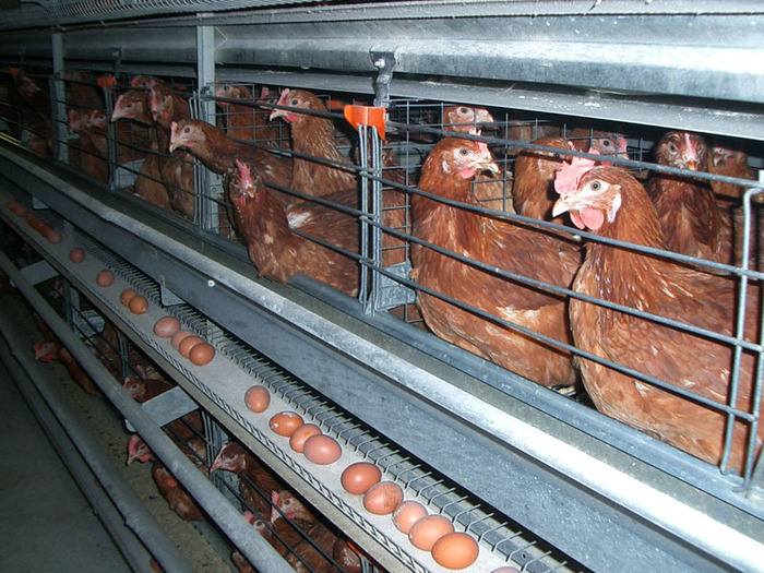 У нас на фабрике работает чисто женский коллектив!