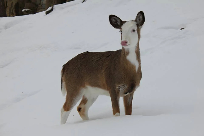 -          . ,          .