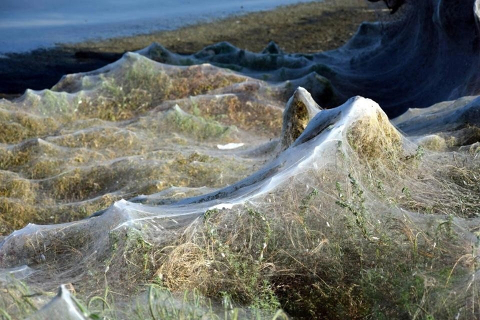 Всё это — один сплошной кусок паутины!